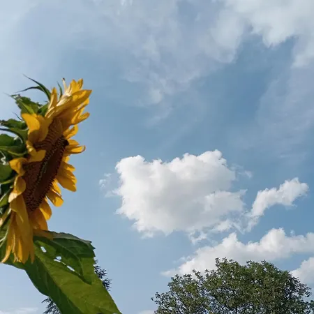 Il Trucchetto - Castagneto Po Chivasso